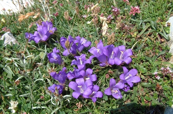 Edraianthus graminifolius / Campanula graminifolia